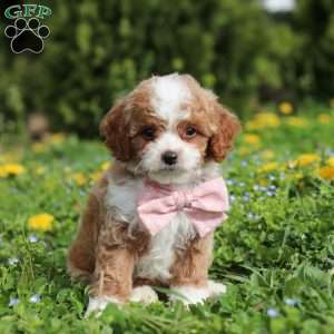 Bambi, Cavapoo Puppy